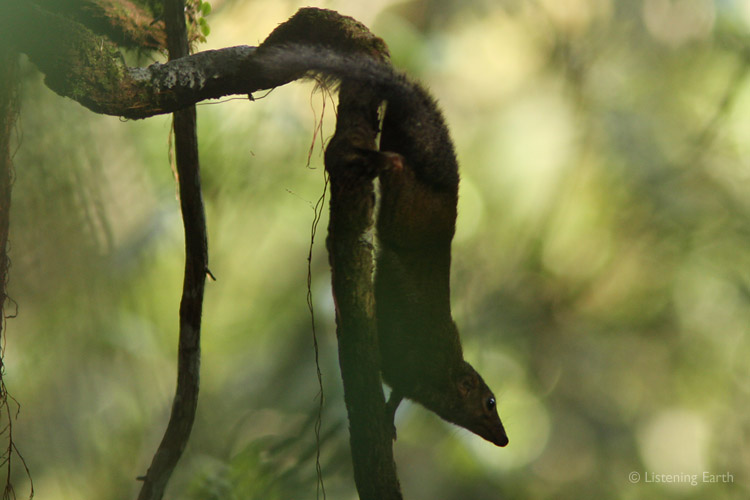A Tree Shrew pauses mid-scamper