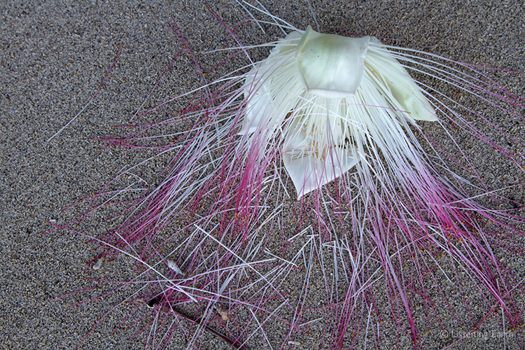 A fallen caperbush flower