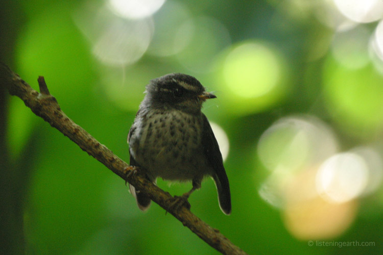 An inquisitive Streaked Fantail pauses in the forest gloom