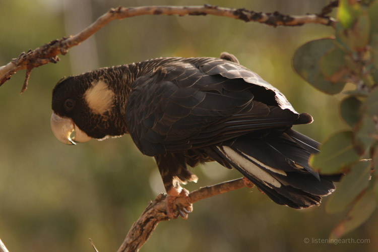 Short-billed Black Cockatoo, endemic to the southwest