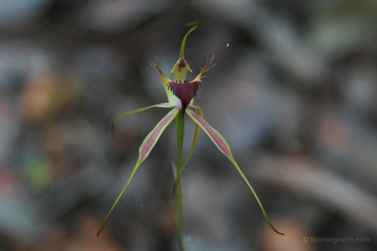 Spider Orchids flower seasonally on the forest floor