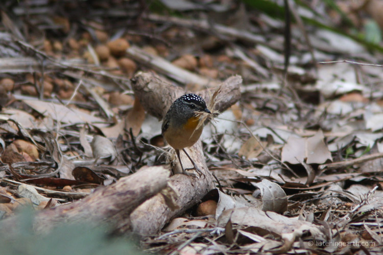 A tiny Spotted Pardalote collects material to line its tunnel nest