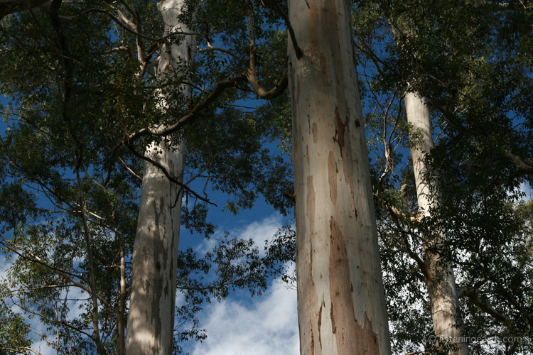 Smooth eucalypt barks of tall trees