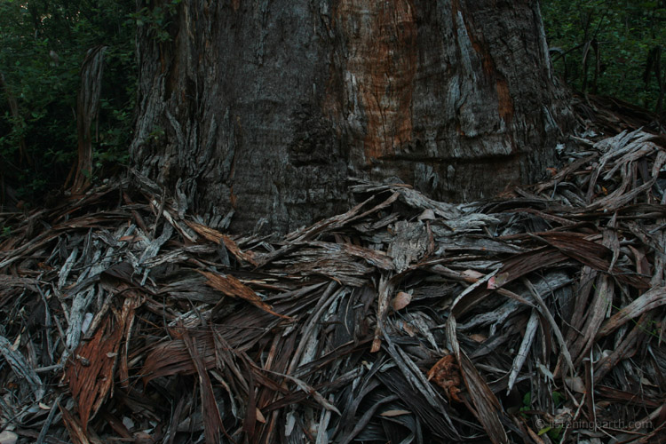Ribbons of shed bark build up at the base of a eucalypt