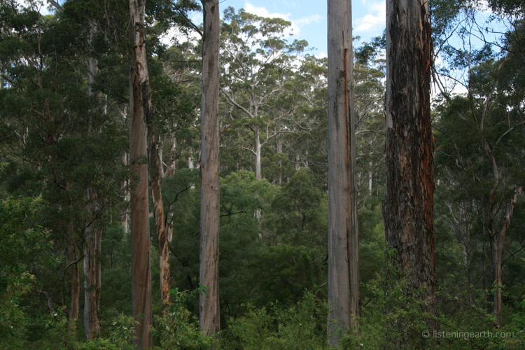 Mixed forest of Karri and Jarrah