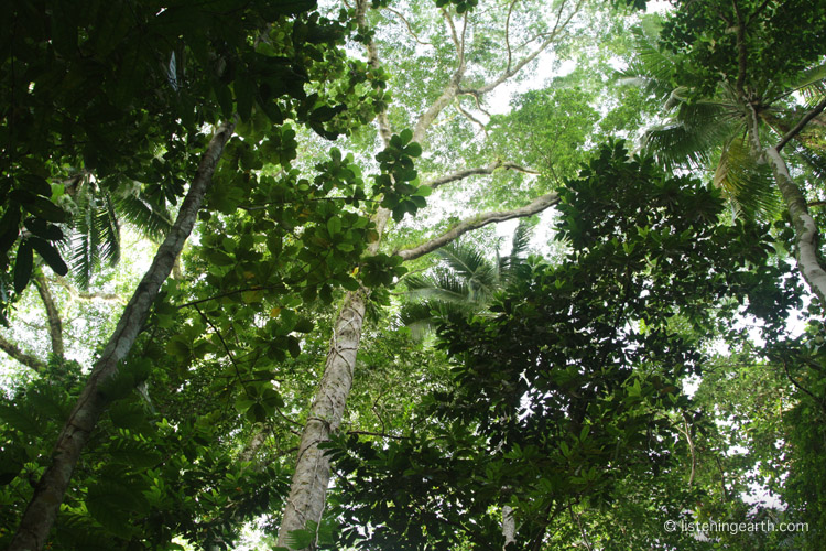 Looking up into the canopy of the primary rainforest