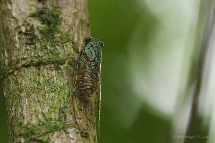 Cicadas begin calling with the dawn, <br>and will continue to chorus in waves throughout the day