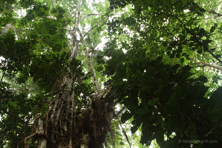 A massive starngler fig emerges clear of the surrounding rainforest