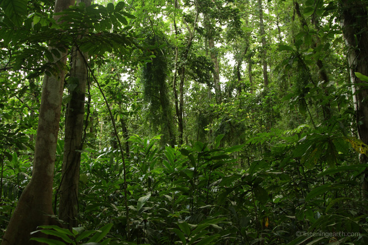 The primary rainforest of Tetepare