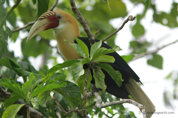 Despite their size and colour, the first sign of Blythes hornbills <br>is often their noisy wingbeats and cackling calls
