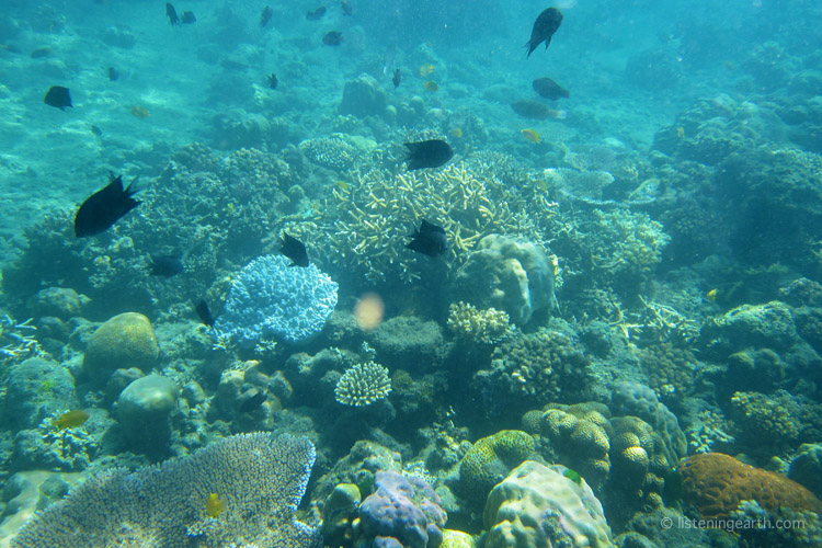 Pristine coral reefs and sea grass beds of Tetepares sheltered lagoon
