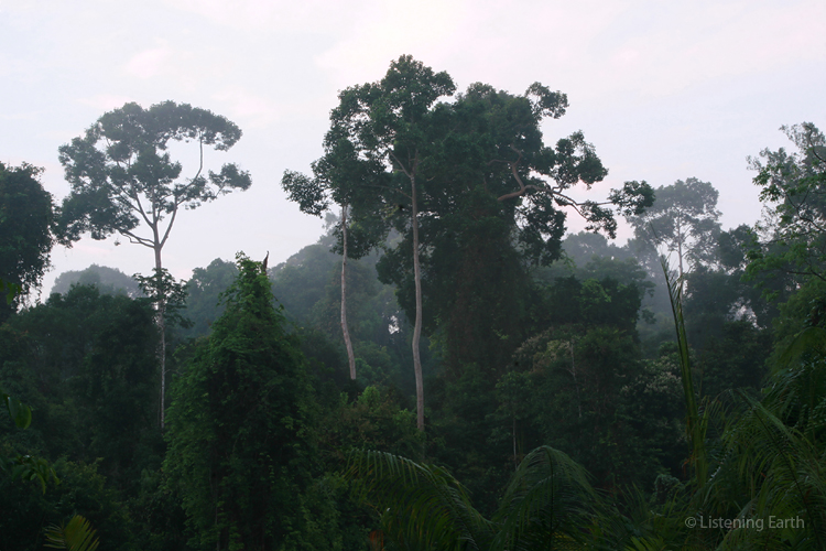 Morning comes to Khao Yai rainforest