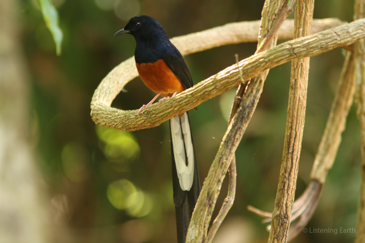 He of the beautiful song: a male white-rumped shama