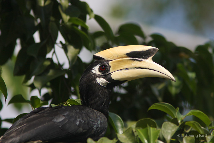 Searching diligently for forest fruits: an oriental pied hornbill