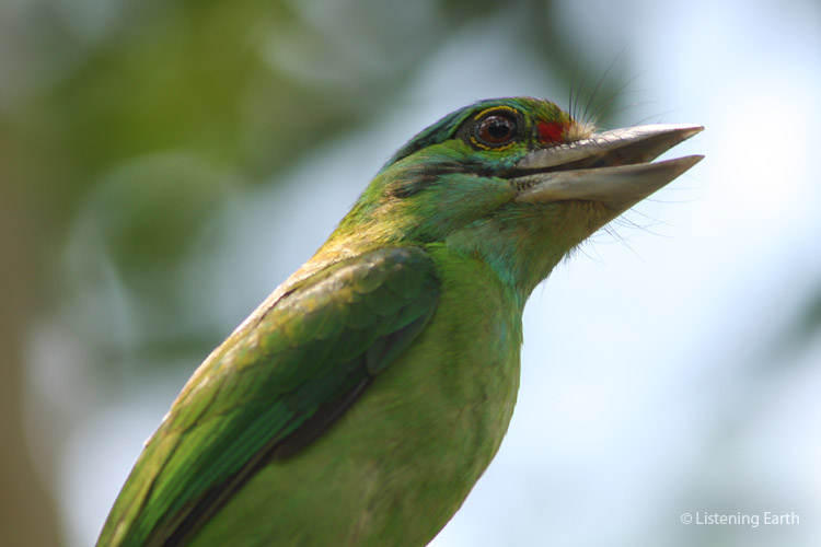 Moustached barbet (notice the line of feathers from his bill and running under the eye?)