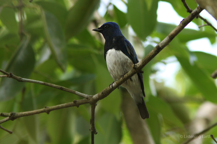 A rarely encountered blue and white flycatcher