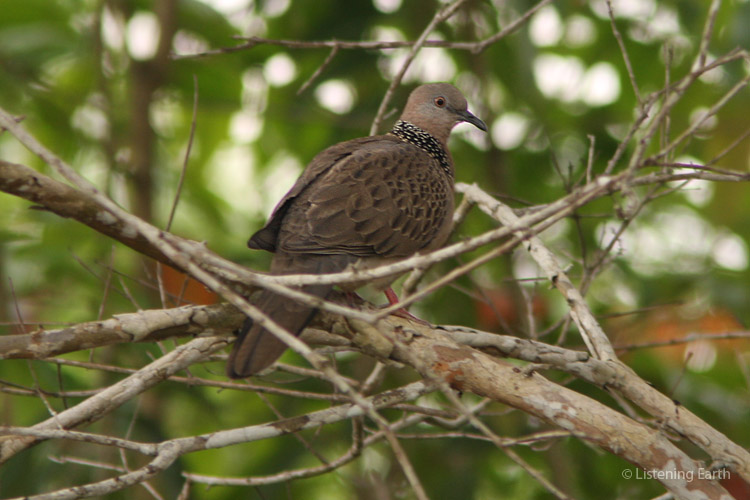 Spotted turtle doves are a ubiquitously urban and cosmopolitan bird, <br>but also at home in wilder habitat