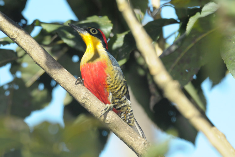 Yellow-fronted Woodpecker, <i>Melanerpes flavifrons</i>