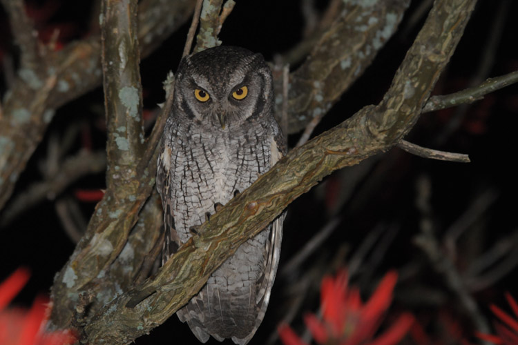 Tropical Screech Owl, <i>Megascops choliba</i>