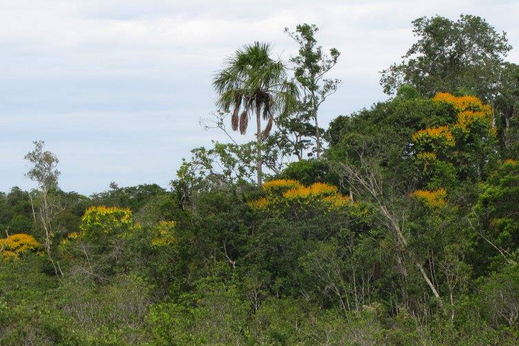 Mosaic habitat of dense vegetation and open tropical grasslands