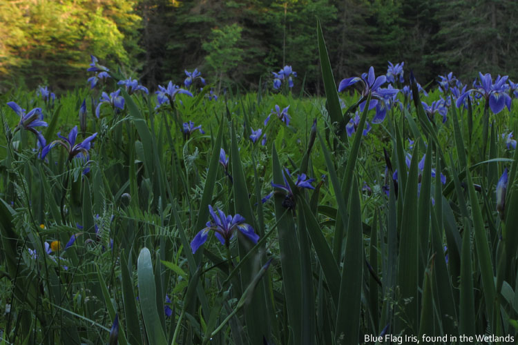 Blue Flag Iris found in the wetlands