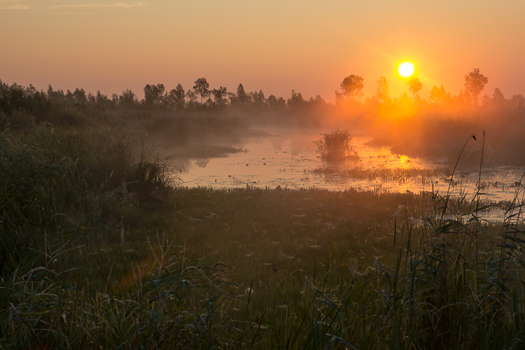 Morning in swampy wetland