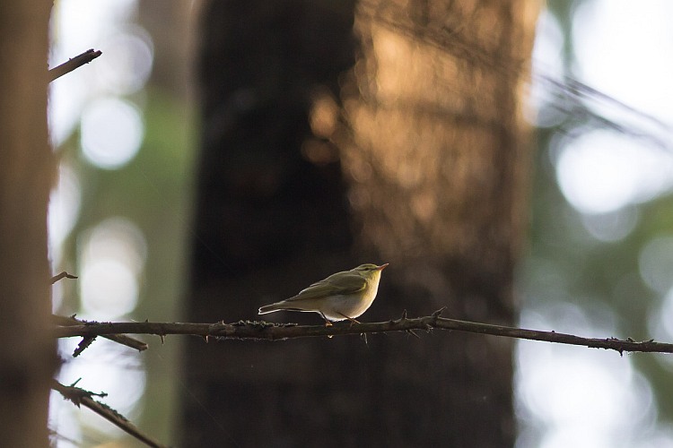 Wood Warbler - singer of forested bog-islands