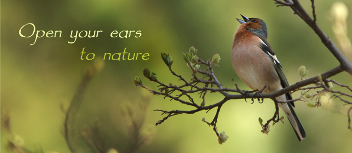 Listening Earth   Nature Sounds Of Nature, Birdsong, Environment