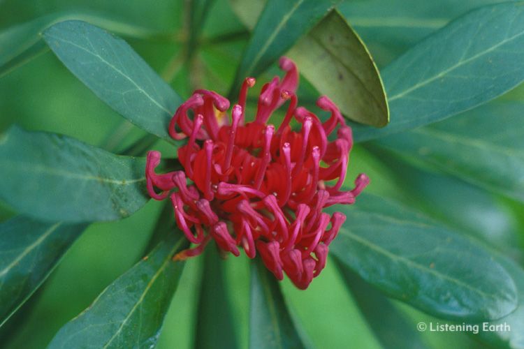 Flower of the Gippsland Waratah, <i>Telopea oreades</i>