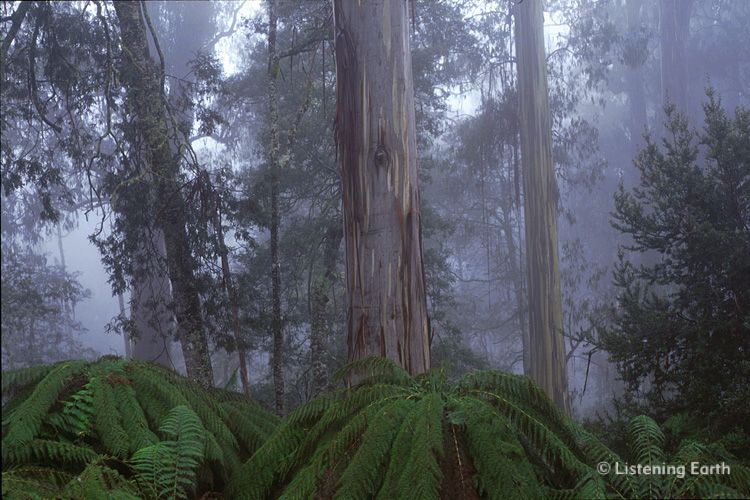 Mountain Ash, <i>Eucalyptus regnens</i>, in the mist, Errinundra