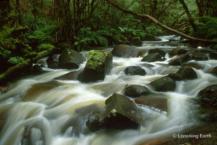 Mountain stream flows through temperate rainforest