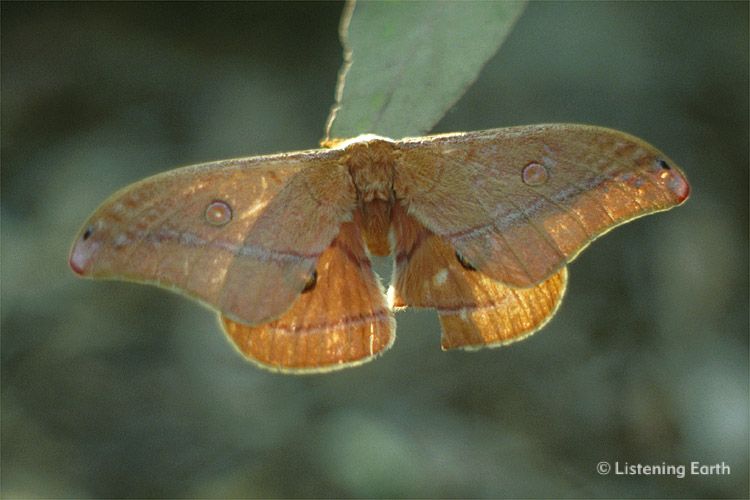 Emperor Gum Moth, <i>Opodiphthera eucalypti</i>