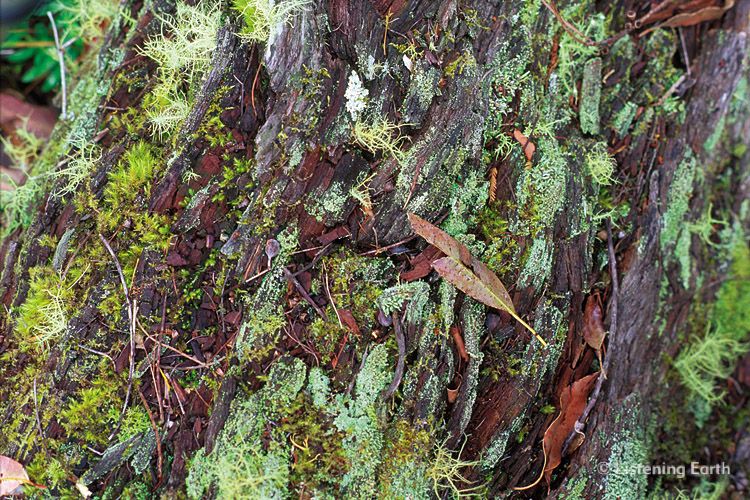 Moss and lichen grow on decaying bark