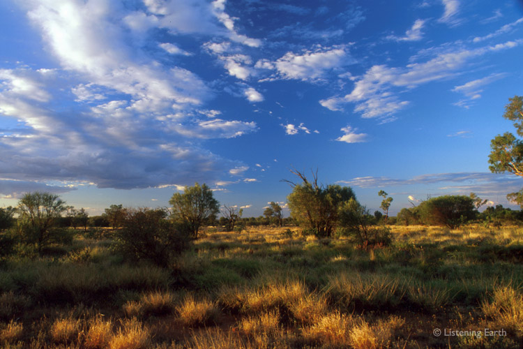 Grasslands under an outback sky