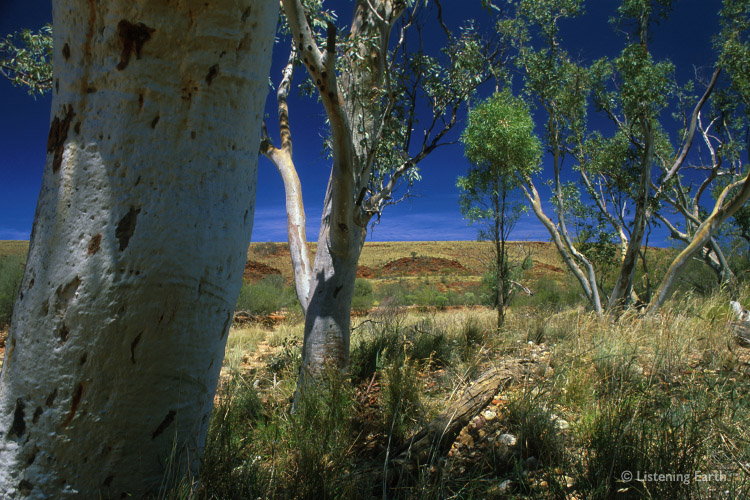 Gums line a dry creek bed in central Australia