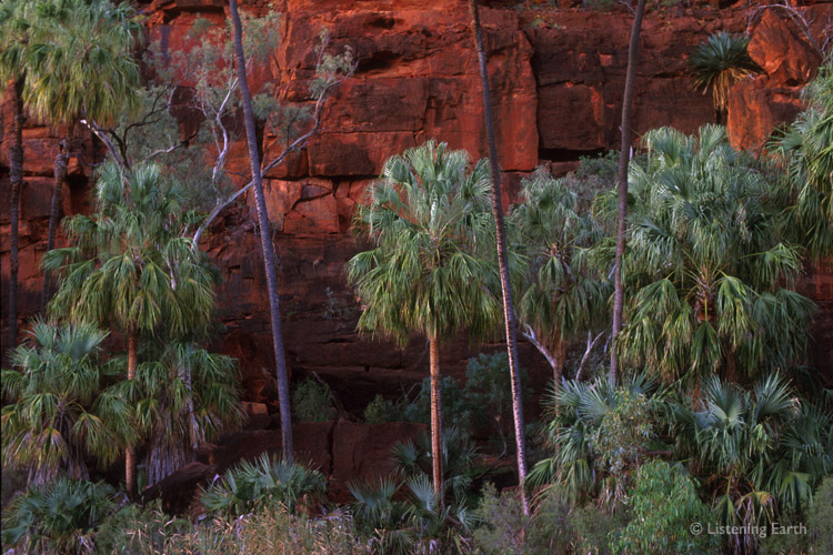 Red Cabbage Palms, <i>(Livistona mariae)</i> at Palm Valley, Finke Gorge