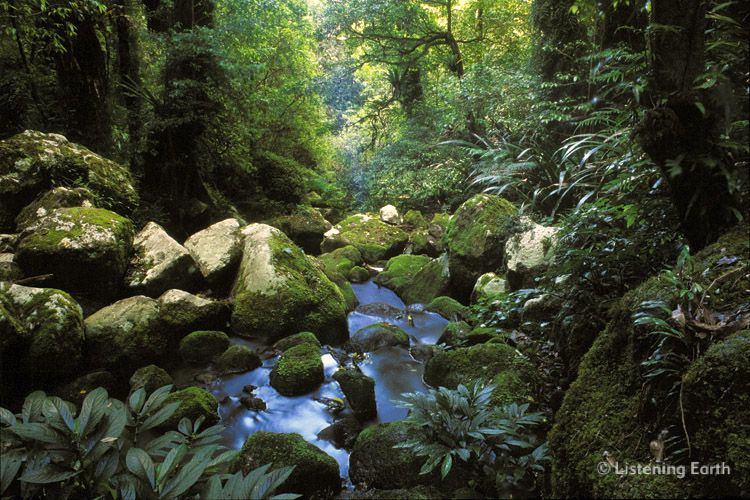 Subtropical rainforest, Lamington National Park
