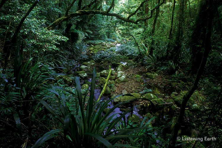 Dense rainforest on Toolona Creek, Lamington National Park