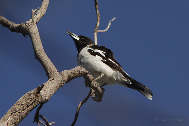 Pied Butcherbird on song