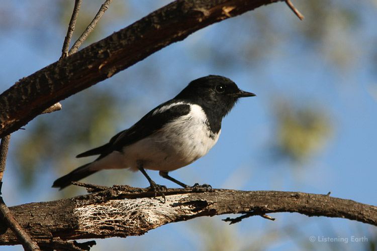 Similar plumage pattern - but this is a Hooded Robin, <br>a few calls from which can be heard during the first night