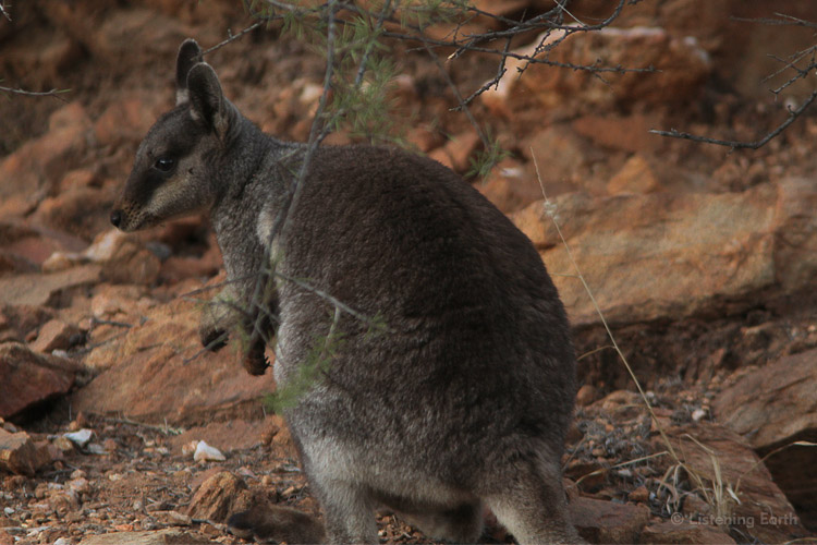 The Black-footed Rock Wallaby, native to rocky ranges of central Australia