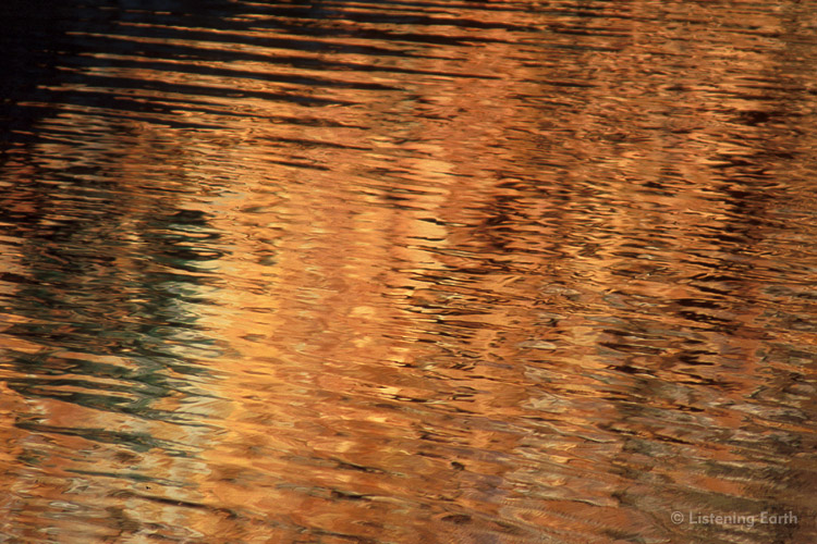 Waterhole reflections at dawn