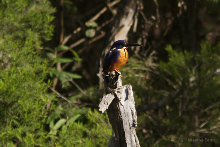 An Azure Kingfisher, watching for its next feed