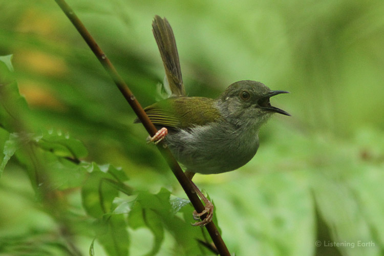 Green-backed camaroptera, a highly vocal species