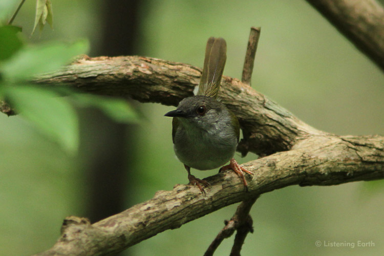 Green-backed camaroptera, an inhabitant of thick undergrowth