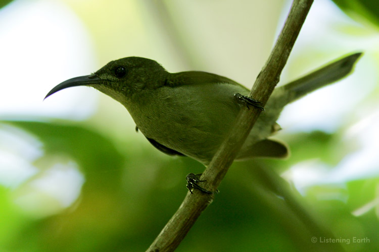 Olive sunbird