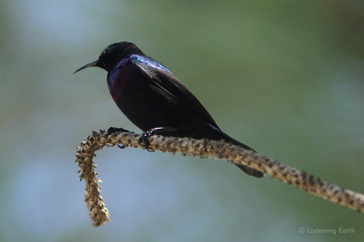 Purple-banded sunbird, male