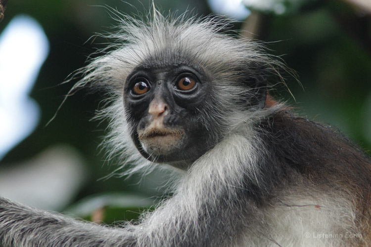 Red Colobus monkey, a highly endagered species <br> for whom Jozani forest is a refuge