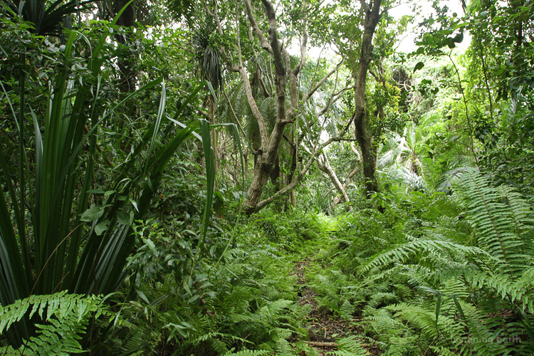 The Jozani forest path