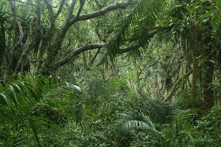 Jozani rainforest